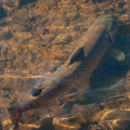 What Moves Trout to the Fly?